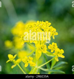 Euphorbia virgata, gemeinhin bekannt als Blattspriger, Wolfsmilchpfeffer oder Wolfsmilch, ist eine in Europa und Asien und in Stockfoto