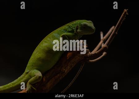 Männlicher lau-Leguan, Nahaufnahme, isoliert auf schwarzem Hintergrund. Bedrohte Reptilienarten Brachylophus fasciatus. Schöne grüne Eidechse, die lügt Stockfoto