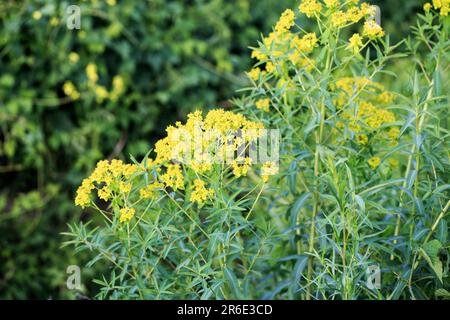 Euphorbia virgata, gemeinhin bekannt als Blattspriger, Wolfsmilchpfeffer oder Wolfsmilch, ist eine in Europa und Asien und in Stockfoto