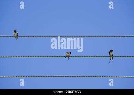 Scheune verschluckt auf Draht unter blauem Himmelshintergrund. Drahtschwalben, die auf dem Kabel sitzen. Vögel putzen Federn und sitzen an sonnigen Sommertagen Stockfoto