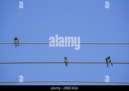 Scheune verschluckt auf Draht unter blauem Himmelshintergrund. Drahtschwalben, die auf dem Kabel sitzen. Vögel putzen Federn und sitzen an sonnigen Sommertagen Stockfoto