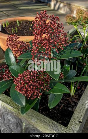 Nahaufnahme von Skimmia japonica Rubella Rutaceae Blüten in einem Trogtopf auf einer Terrasse im Frühling England Vereinigtes Königreich GB Großbritannien Stockfoto