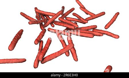 Lepra-Bakterien. Computer Grafik von Mycobacterium Leprae Bakterien, die grampositiven stabförmigen Bakterien die Krankheit Lepra hervorrufen. Stockfoto