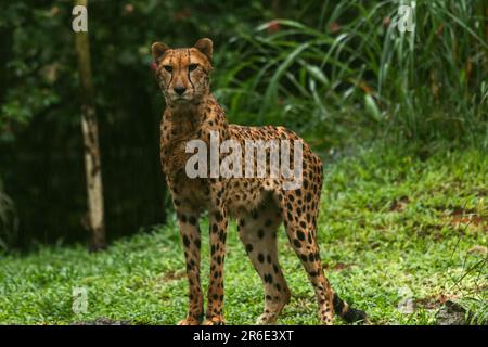 Eine Erwachsene Cheetah, die sich auf einem Felsen hockt und an einem Regentag direkt auf das Foto der Kamera schaut Stockfoto