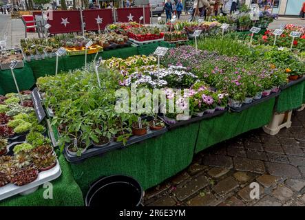 Pflanzen Blumen zum Verkauf an Verkaufsständen im Freien im Stadtzentrum im Sommer York North Yorkshire England Großbritannien Stockfoto