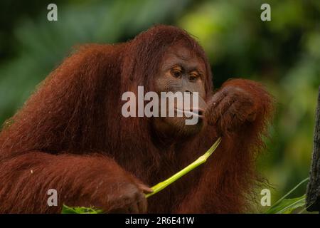 Jugendlicher männlicher Orang-Utan (Pongo pygmaeus), der Blätter im Lok Kawi Reserve in malaysischem Borneo isst, Copy space für Text Stockfoto