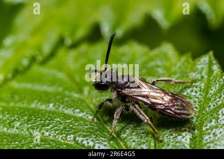 Nahaufnahme auf einer weiblichen Furchen-verbandten Schweißbiene, Lasioglossum Zonulum, auf einem grünen Blatt. Stockfoto