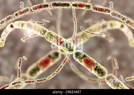 Milzbrandbakterien, Computerabbildung. Milzbrandbakterien (Bacillus anthracis) sind die Ursache für die Krankheit Milzbrand bei Menschen und Tieren. Das sind sie Stockfoto