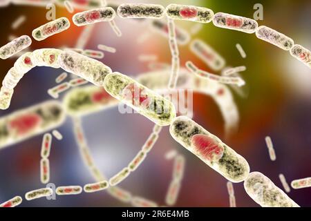 Milzbrandbakterien, Computerabbildung. Milzbrandbakterien (Bacillus anthracis) sind die Ursache für die Krankheit Milzbrand bei Menschen und Tieren. Das sind sie Stockfoto