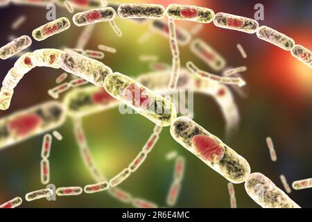 Milzbrandbakterien, Computerabbildung. Milzbrandbakterien (Bacillus anthracis) sind die Ursache für die Krankheit Milzbrand bei Menschen und Tieren. Das sind sie Stockfoto