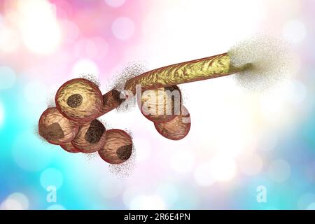 Zerstörung der Candida-Pilze, Computer Bild. Bild kann verwendet werden, um antimykotische Behandlungskonzept veranschaulichen. Stockfoto