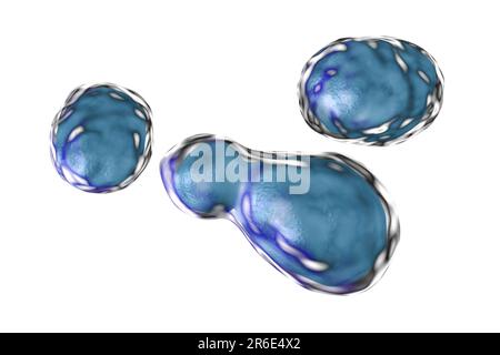 Cryptococcus neoformans Pilz, computer Abbildung. C. neoformans ist ein Hefe-wie Pilz, reproduziert, indem angehende. Ein saures Mucopolysaccharids c Stockfoto