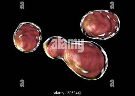 Cryptococcus neoformans Pilz, computer Abbildung. C. neoformans ist ein Hefe-wie Pilz, reproduziert, indem angehende. Ein saures Mucopolysaccharids c Stockfoto