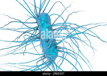 Escherichia coli Bakterium, Computerdarstellung. E. coli ist ein gramnegatives, motiles Bakterium mit peritrichen Flagellen, die im Darm leben Stockfoto