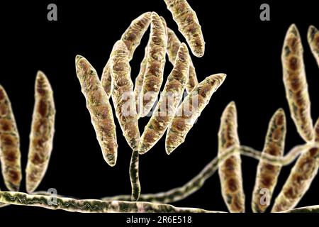 Computer-Darstellung der Konidien (asexuelle Sporen) aus einem Pilz Fusarium SP. Einige Fusarium-Pilze sind Krankheitserreger von Pflanzen und Menschen. Stockfoto