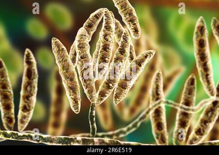 Computer-Darstellung der Konidien (asexuelle Sporen) aus einem Pilz Fusarium SP. Einige Fusarium-Pilze sind Krankheitserreger von Pflanzen und Menschen. Stockfoto