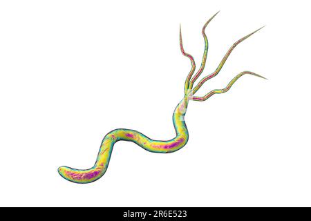 Helicobacter pylori-Bakterium, Computerdarstellung. H. pylori ist ein gramnegatives, motiles Bakterium, das mit der Bildung von Magen und assoziiert ist Stockfoto