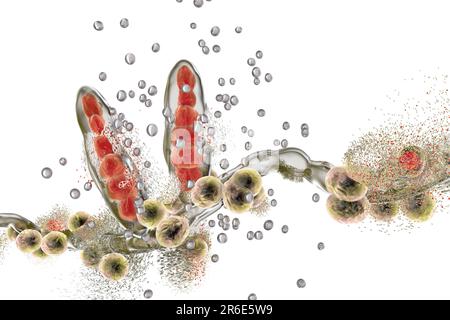 Zerstörung des Athleten-Fusspilzes Trichophyton mentagrophytes durch Nanopartikel, Computerdarstellung. Konzeptionelles Bild für Fußbehandler des Athleten Stockfoto