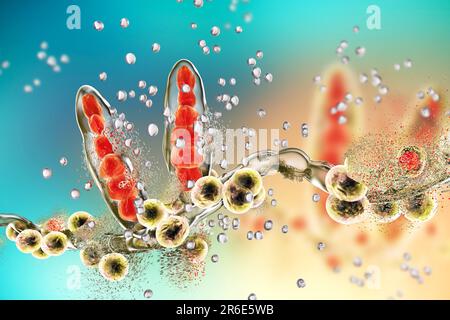 Zerstörung des Athleten-Fusspilzes Trichophyton mentagrophytes durch Nanopartikel, Computerdarstellung. Konzeptionelles Bild für Fußbehandler des Athleten Stockfoto