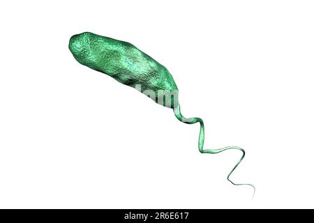 Cholera bacterium (Vibrio cholerae), Computerdarstellung. Stockfoto