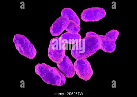 Computerdarstellung von Haemophilus influenzae, Coccobacillus prokaryote (oft mit Kokoid- und Bacilliformen); verursacht Meningitis bei Kindern Stockfoto