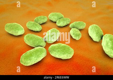 Computerdarstellung von Haemophilus influenzae, Coccobacillus prokaryote (oft mit Kokoid- und Bacilliformen); verursacht Meningitis bei Kindern Stockfoto