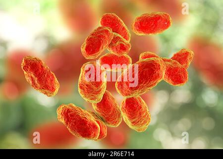 Computerdarstellung von Haemophilus influenzae, Coccobacillus prokaryote (oft mit Kokoid- und Bacilliformen); verursacht Meningitis bei Kindern Stockfoto