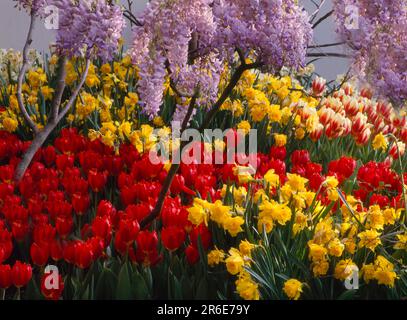 Frühlingsblumen, Frühlingsgarten, Tulpen, gelbe Narzissen (Narzissen pseudonarcissus), auch Narzissen oder Johannisbrot, wilde Narzissen, Trompeten-Narzissen oder Stockfoto