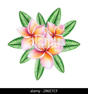 Aquarell realistische tropische Darstellung von Plumeria-Blüten mit isolierten Blättern auf weißem Hintergrund. Wunderschöne botanische handgemalte Frangipani. Stockfoto