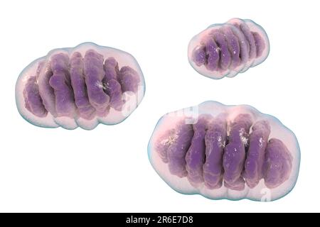 Ein einzelnes Mitochondrion, Computerdarstellung. Diese Organellen fungieren als Zellkraftwerke, da sie Adenosintriphosphat (ATP), eine Quelle von ch, erzeugen Stockfoto