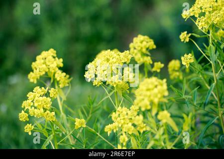 Euphorbia virgata, gemeinhin bekannt als Blattspriger, Wolfsmilchpfeffer oder Wolfsmilch, ist eine in Europa und Asien und in Stockfoto