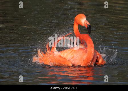 Amerikanischer Flamingo (Phoenicopterus ruber) Badegewässer amerikanischer Flamingo im Wasser Stockfoto