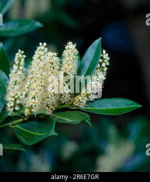 KirschLaurel (Prunus laurocerasus), Blüten, KirschLaurel Prunus laurocerasus, Blüten Stockfoto