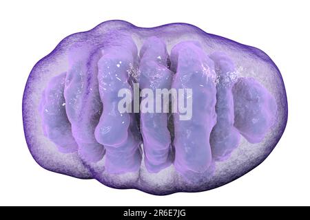 Ein einzelnes Mitochondrion, Computerdarstellung. Diese Organellen fungieren als Zellkraftwerke, da sie Adenosintriphosphat (ATP), eine Quelle von ch, erzeugen Stockfoto