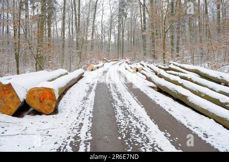 Wald im Winterwald mit Schnee, lange Buchenhölzer mit Schnee, nahe Maulbronn Stockfoto