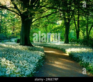 Park Pfad mit blühendem wilden Knoblauch (Allium ursinum) (syn. Allium latifolium) (A. nemorale) (Ophioscorodon ursinum) Ramsons, Waldknoblauch, Hexen Stockfoto