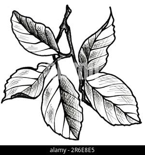 Zitronenblätter auf einem Ast. JPEG handgezeichnete botanische Illustration für Aufkleber, Abdrücke auf Kleidung, Stickereien, Muster. Stockfoto