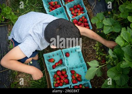 Vogelperspektive beim Erdbeerpflücken eines jungen Jungen auf grünem Feld. Stockfoto