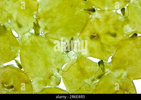 Zerkleinerte weiße Trauben mit Saft auf weißem Hintergrund Stockfoto