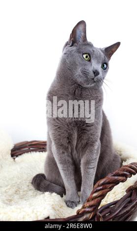 Elegante russische blaue Stammkatze auf Lammfell Stockfoto