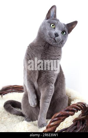 Elegante russische blaue Stammkatze auf Lammfell Stockfoto