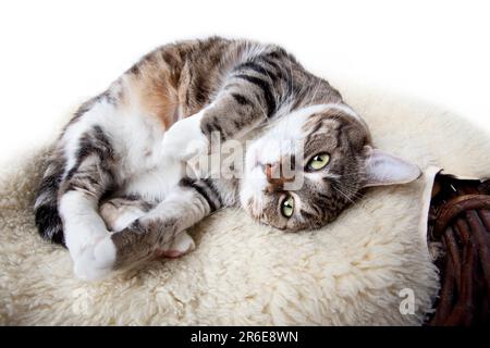 Eine fette Katze, die auf kuscheligen Lammfell liegt Stockfoto