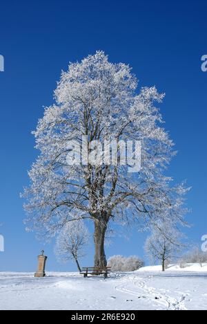 Bäume bedeckt mit Reif in der Schwäbischen Alb Stockfoto