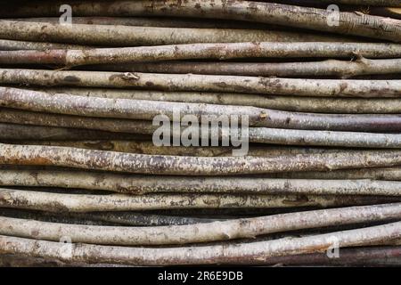 Ein vollständiges Naturkonzept mit einem Bündel von übereinander gestapelten Zweigen oder Stöcken von Bäumen Stockfoto