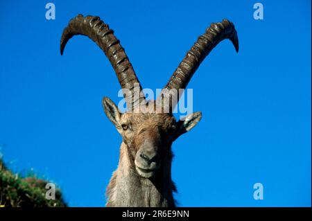 Alpenibex, männlich, Niederhorn, Berner Oberland (Carpa ibex), Alpen, Ibex, Wildziegen, Schweiz Stockfoto