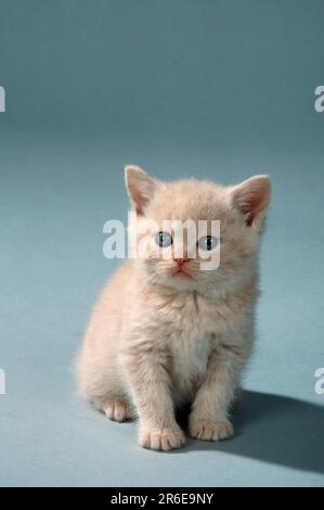 Britische Kurzhaarkatze, Kätzchen, 6 Wochen, Sahne, BKH Stockfoto