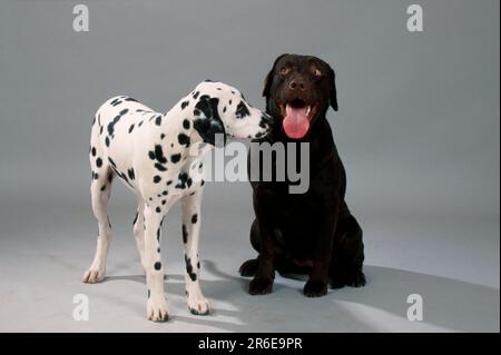 Labrador Retriever braun und Dalmatiner Welpen Stockfoto