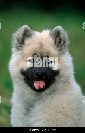 Eurasier, Welpe, 14 Wochen Stockfoto