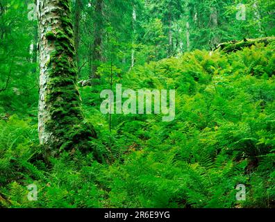 Farne im Wald, Bayerischer Wald-Nationalpark, Bayern, Deutschland Stockfoto