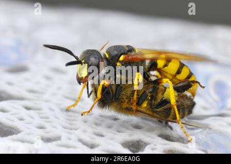 Europäischer Bienenwolf (APIs) (Philanthus triangulum) mit gefangener Honigbiene, Europäischer Bienenwolf Stockfoto